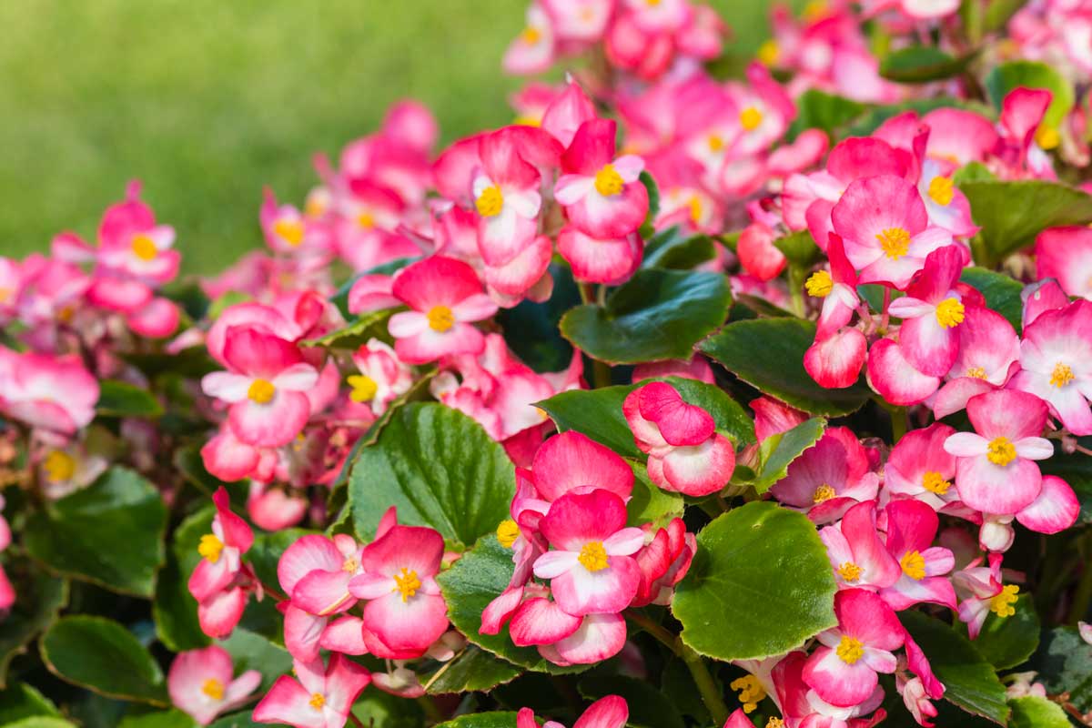 Begonia per aiuola ombreggiata.