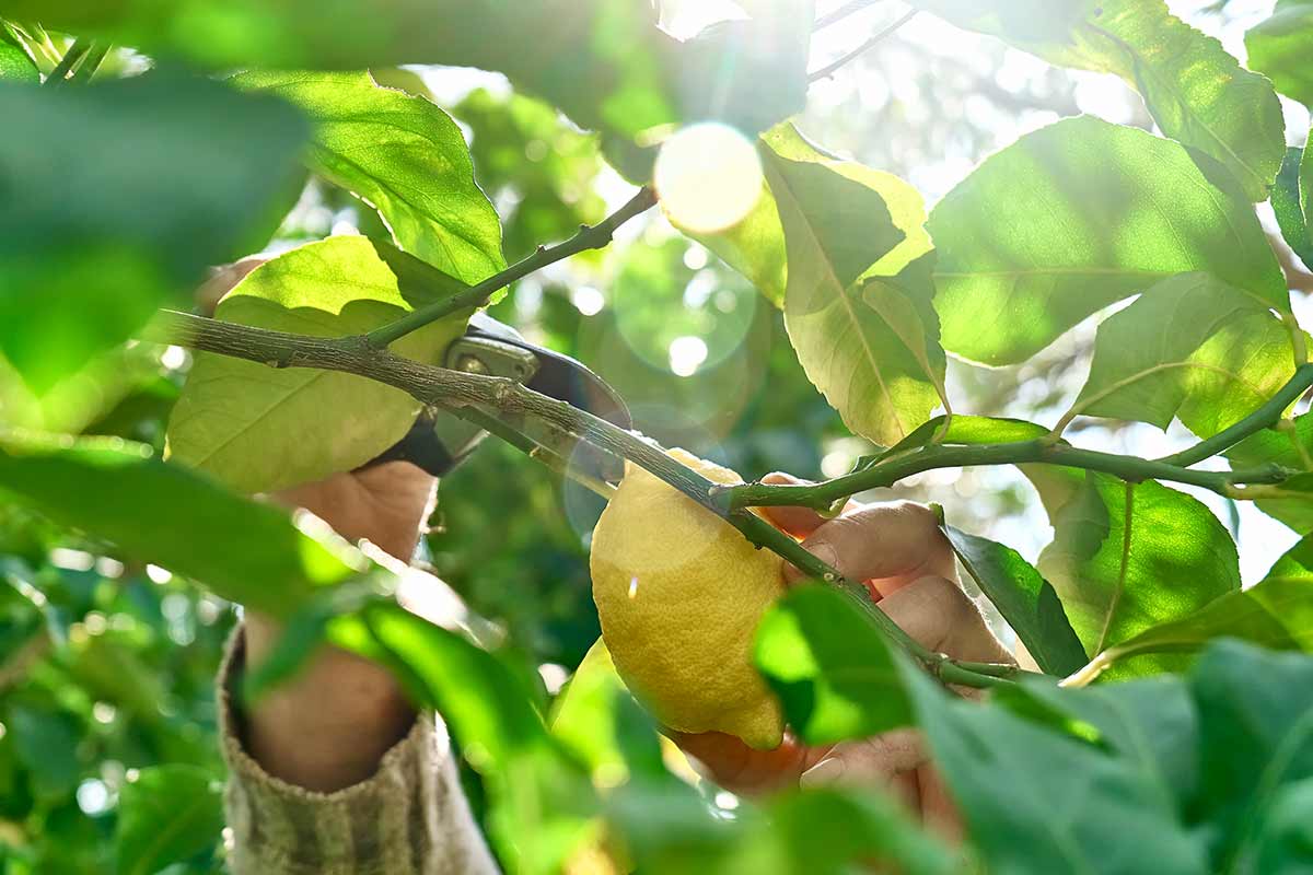 la potatura del limone