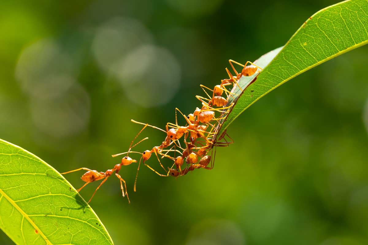 strategie efficaci e naturali anti formiche