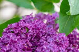 Lillà, come potarli correttamente: 9 cose da sapere per non rovinare la pianta Lillà, come potarli correttamente