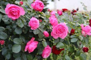Banana per rose bellissime.