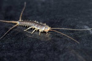 Pesciolini d'argento: ecco come il bicarbonato può aiutarti a sconfiggerli bicarbonato contro i pesciolini d'argento