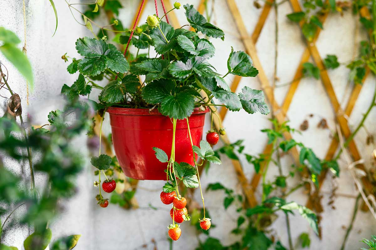 coltivare fragole sul balcone