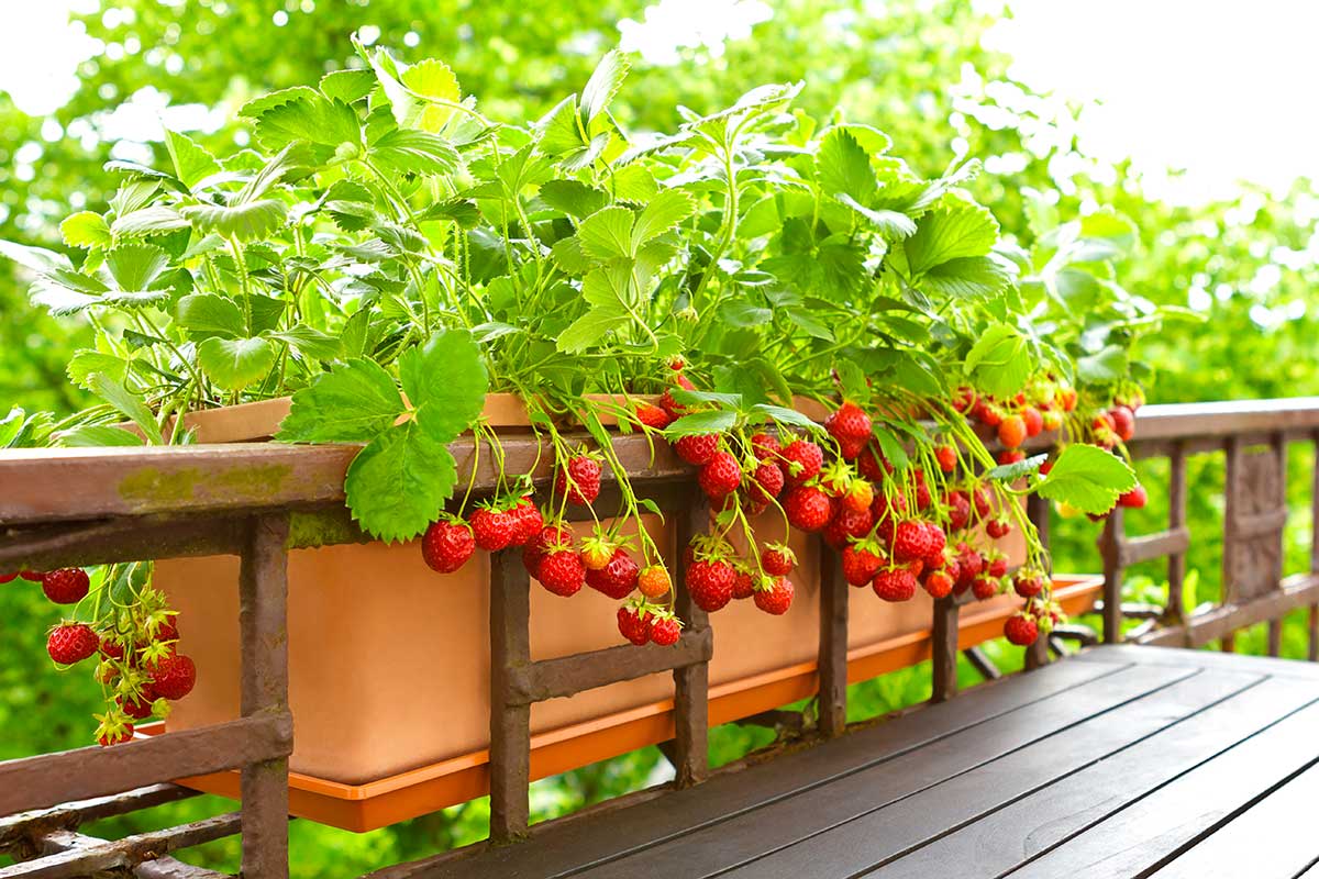 coltivare fragole sul balcone