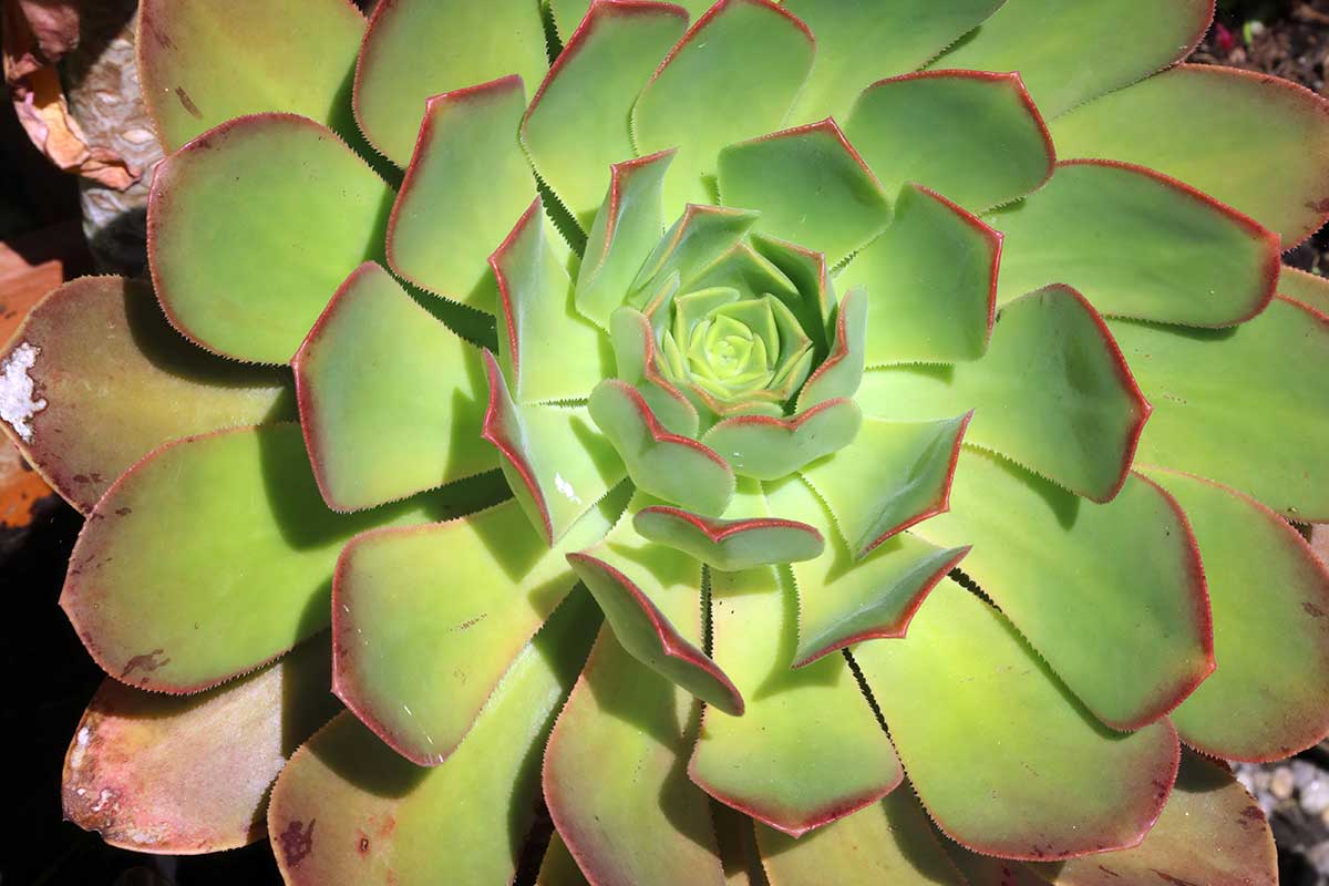 succulente giganti