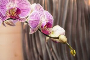 Come far rifiorire un'orchidea con successo? I trucchi per un risultato garantito come far rifiorire un'orchidea