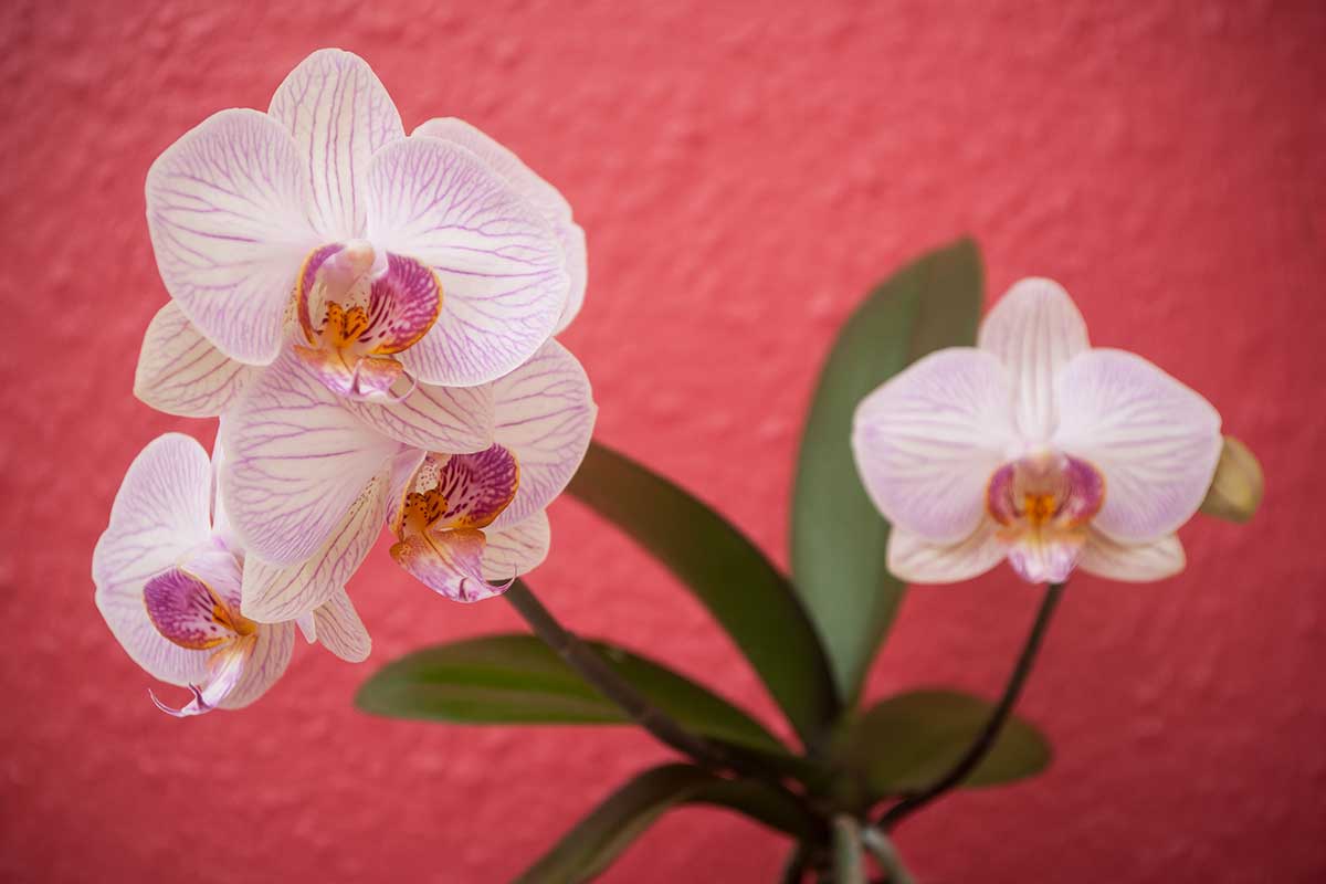 trucchi per far rifiorire un'orchidea