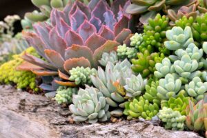 Concimazione naturale: la chiave segreta per delle piante grasse super rigogliose concimazione naturale piante grasse