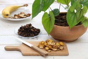 Buttare meno, coltivare meglio: come realizzare un ricco concime con le bucce di banana concime con le bucce di banana
