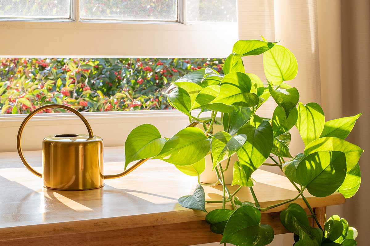 concimi naturali per pothos