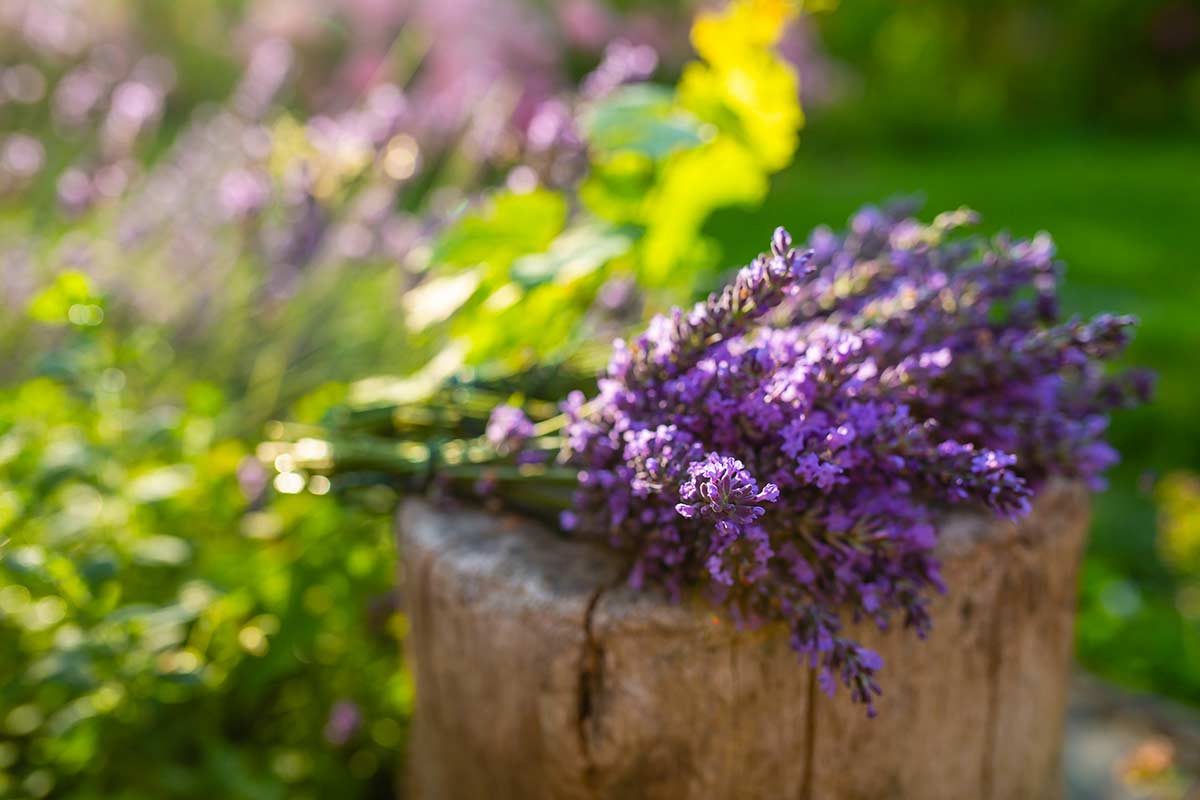 consigli per fare talee di lavanda di successo