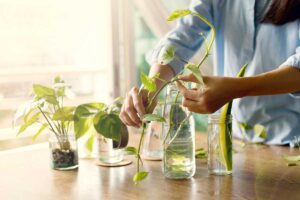 5 errori fatali da evitare assolutamente per ottenere talee di successo errori da evitare per talee di successo