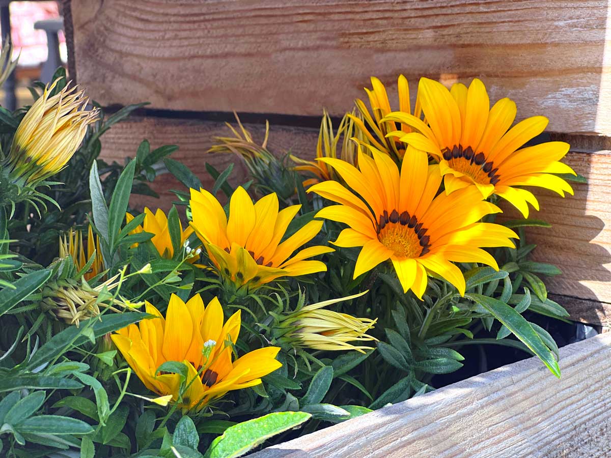 Gazania, fiore resistente al sole.