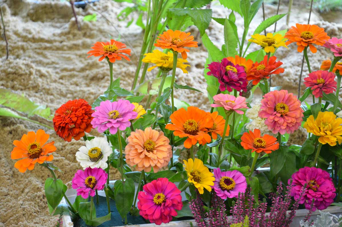 Zinnie, fiori colorati sul balcone d'estate