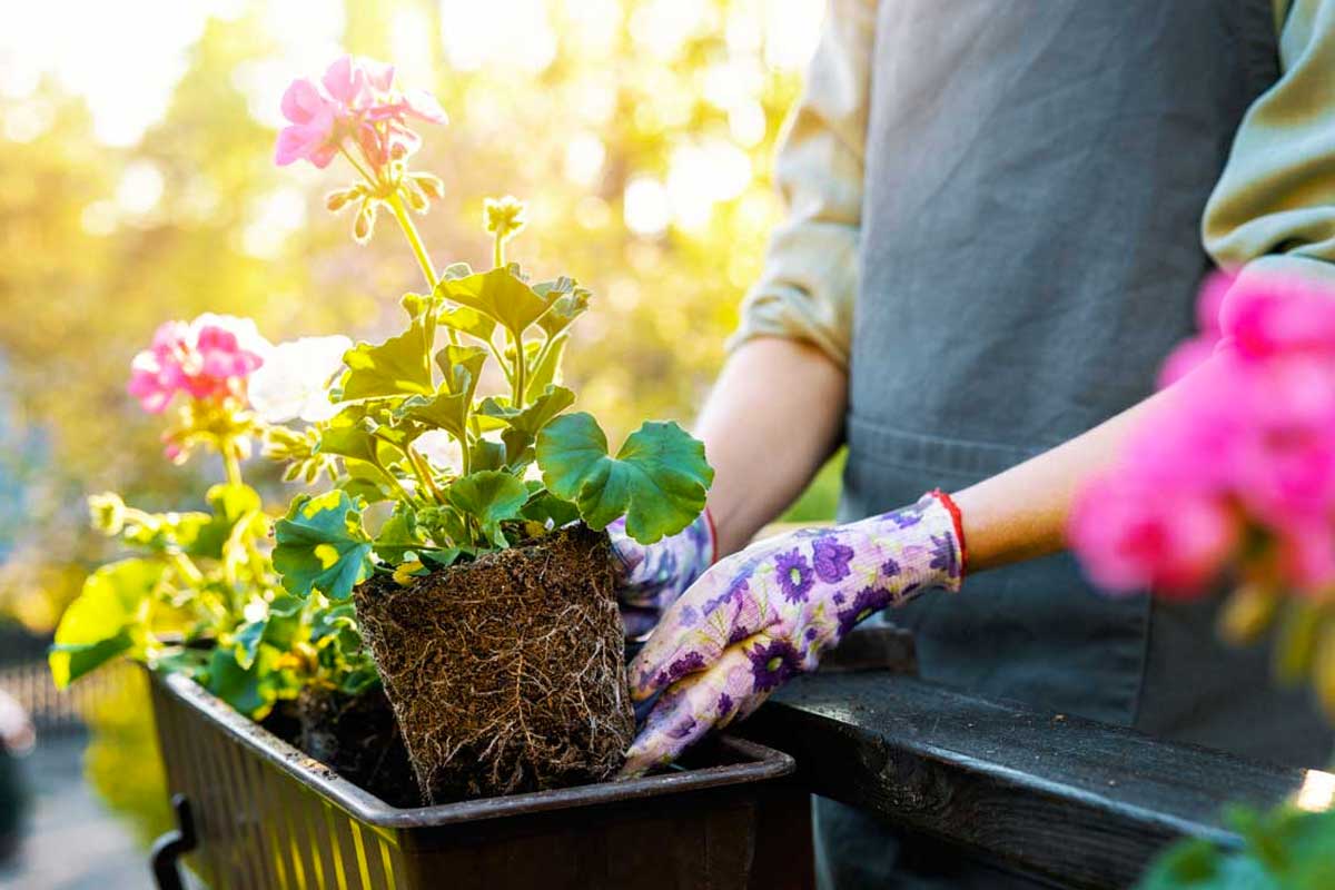 fiori da mettere in pieno sole sul balcone d'estate