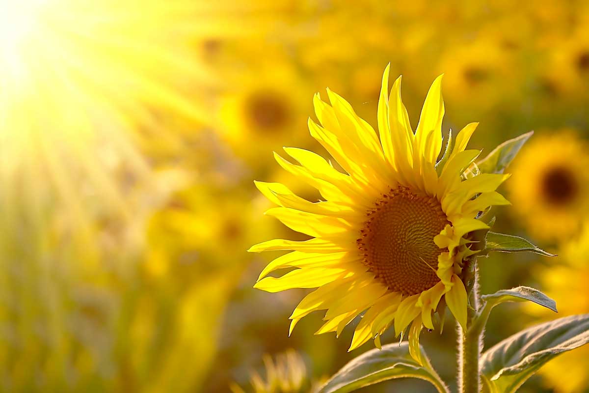 aiuola con fiori gialli 