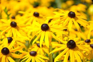 Giardino incantevole: 5 fiori gialli sorprendenti per dare un tocco di sole alle tue aiuole fiori gialli per aiuole