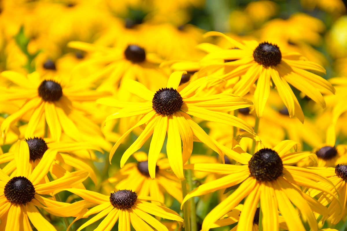 fiori gialli per aiuole