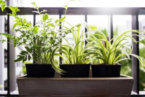 Balcone all'ombra? Ecco 10 i fiori perenni perfetti per le zone meno soleggiate fiori perenni balcone ombra
