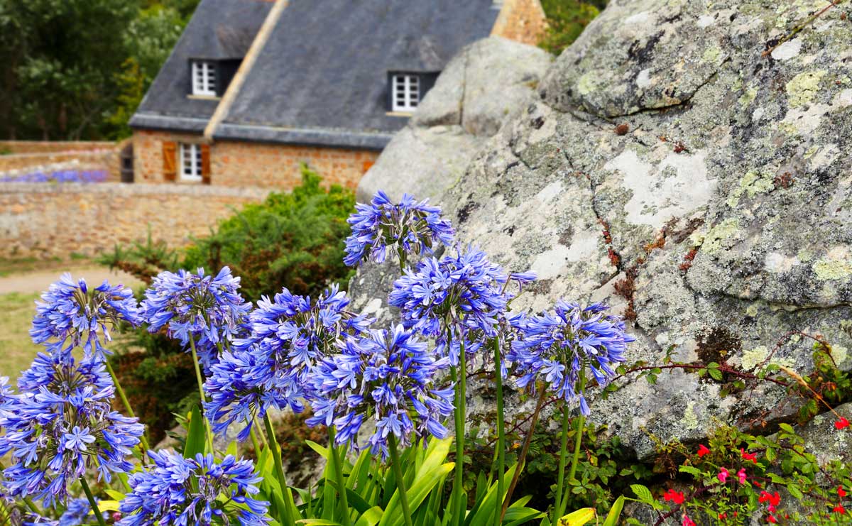 Agapanthus