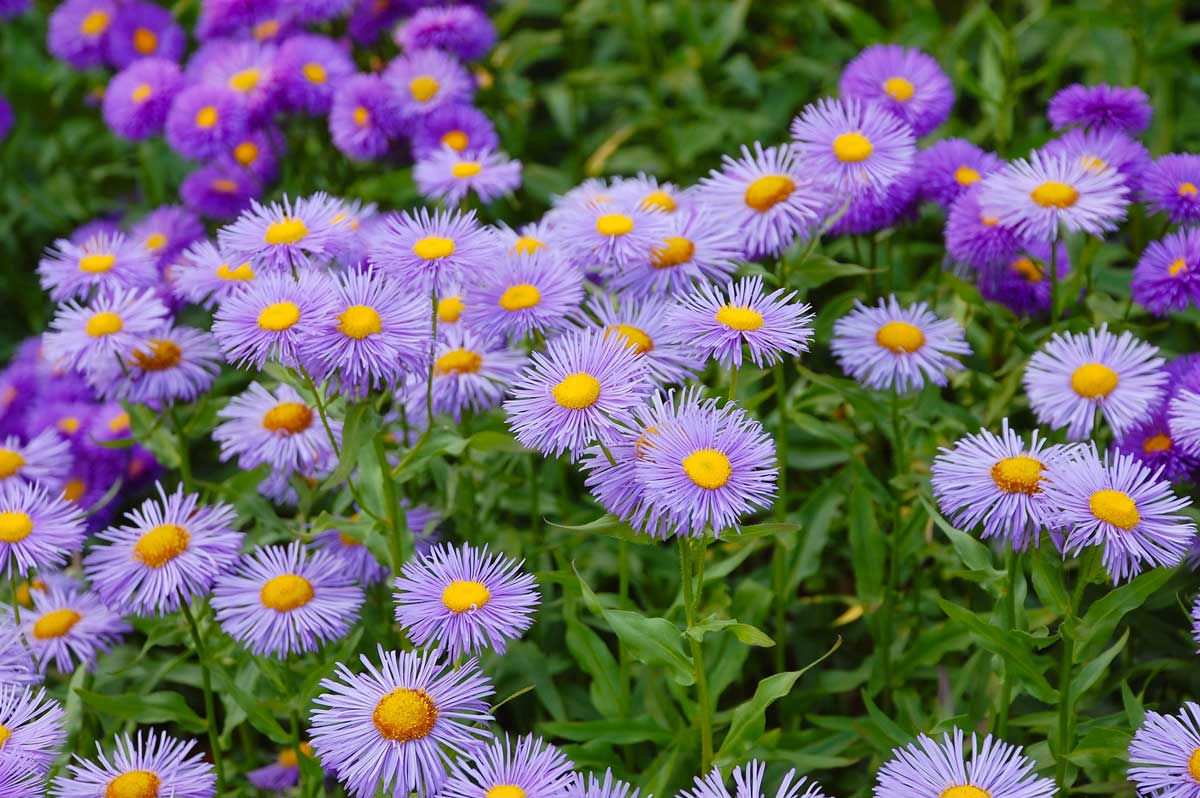 Aster