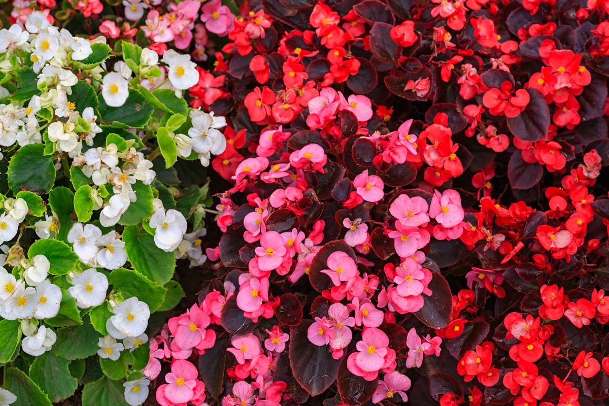 Begonia