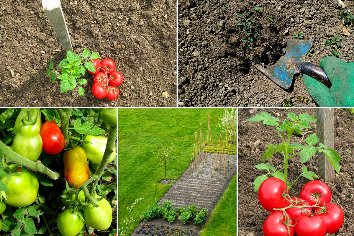 segreti per coltivare i migliori pomodori