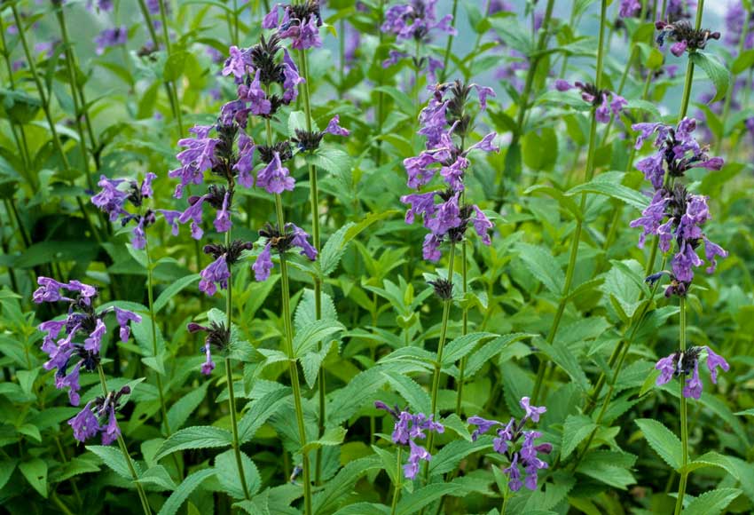 Salvia nemorosa