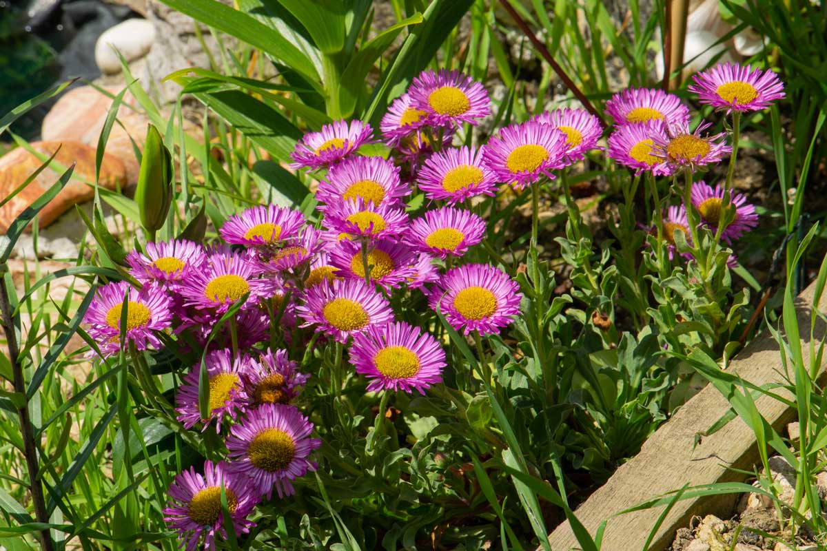 fiori viola, le varietà più belle da coltivare in giardino