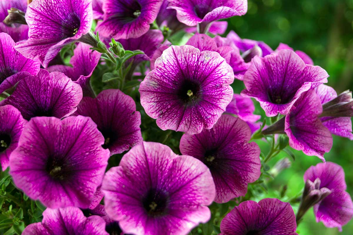 Petunia viola