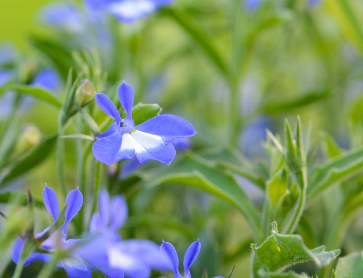 Lobelia erinus