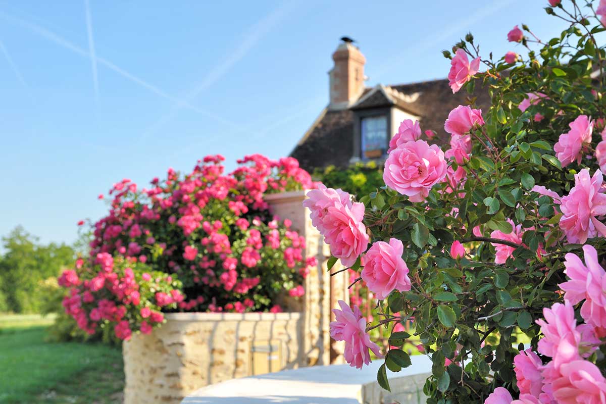 Concime per rose fatto in casa