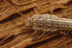 Come affrontare l'invasione dei pesciolini d'argento: rimedi naturali infallibili invasione dei pesciolini d'argento