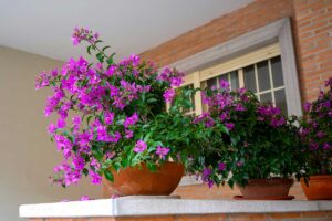 Moltiplicare le bouganville: il trucco semplice che i giardinieri amano e che funziona sempre come moltiplicare le bouganville