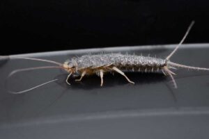 Pesciolini d'argento: quanto sono davvero pericolosi? Pesciolini d'argento: quanto sono davvero pericolosi
