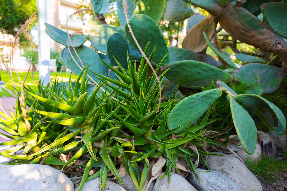 Aloe Vera aiuola