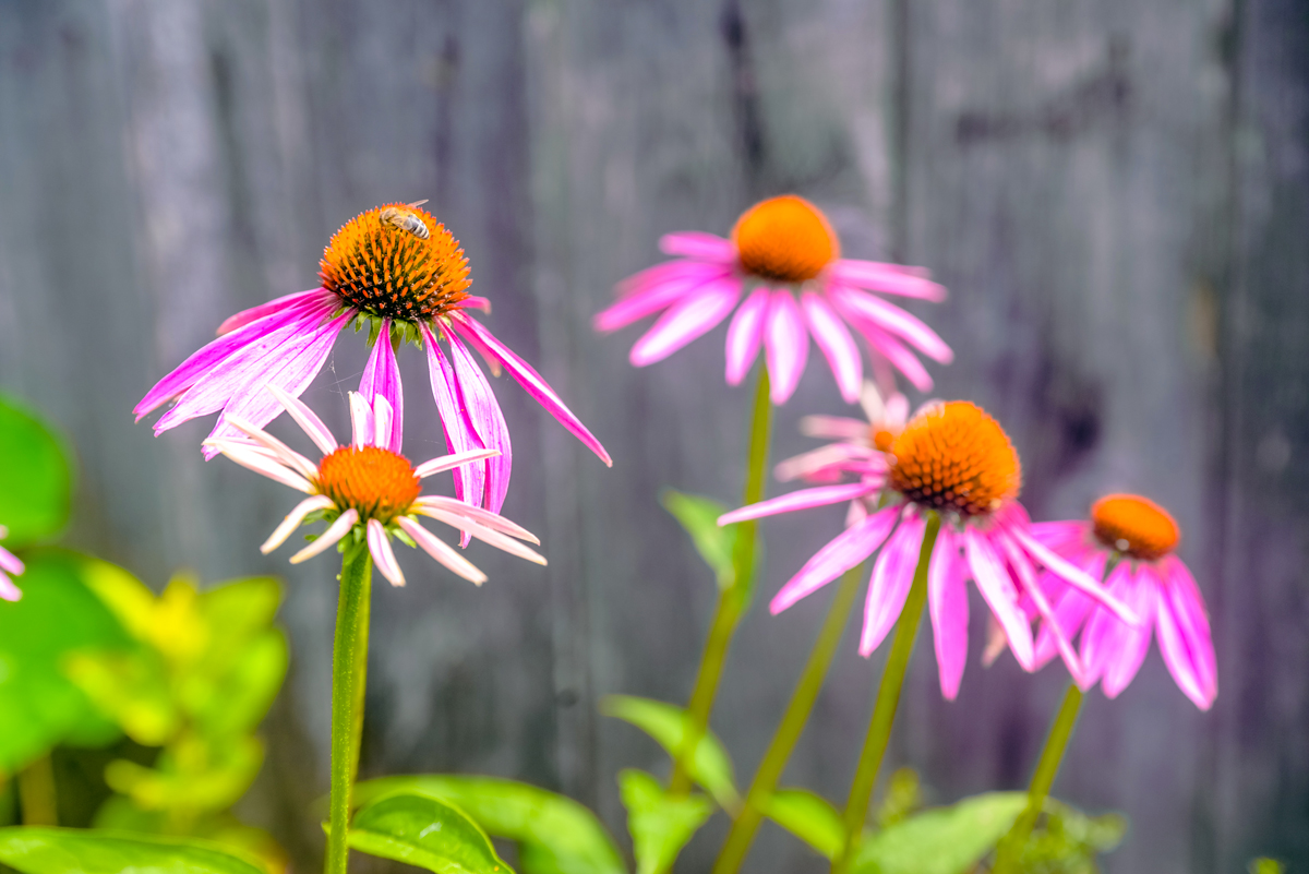 Echinacea aiuola