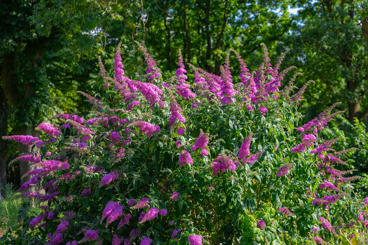 Buddleja