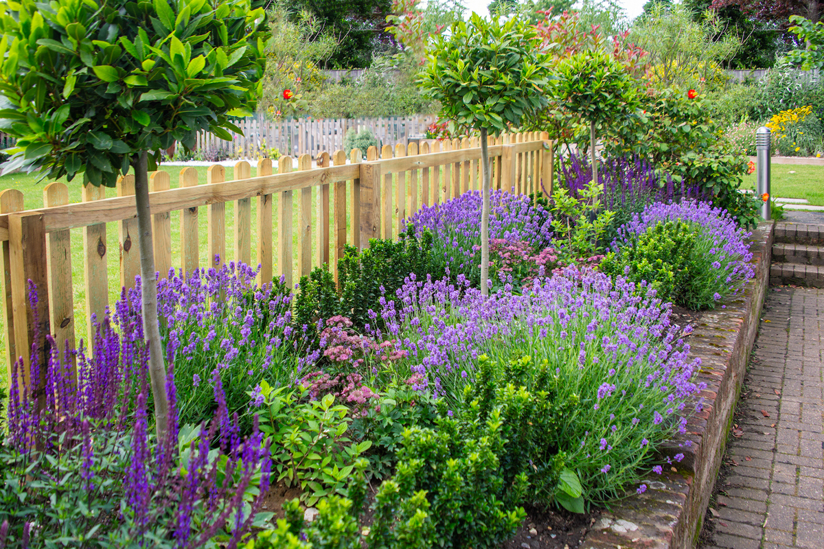 Aiuola a bassa manutenzione con lavanda e salvia.