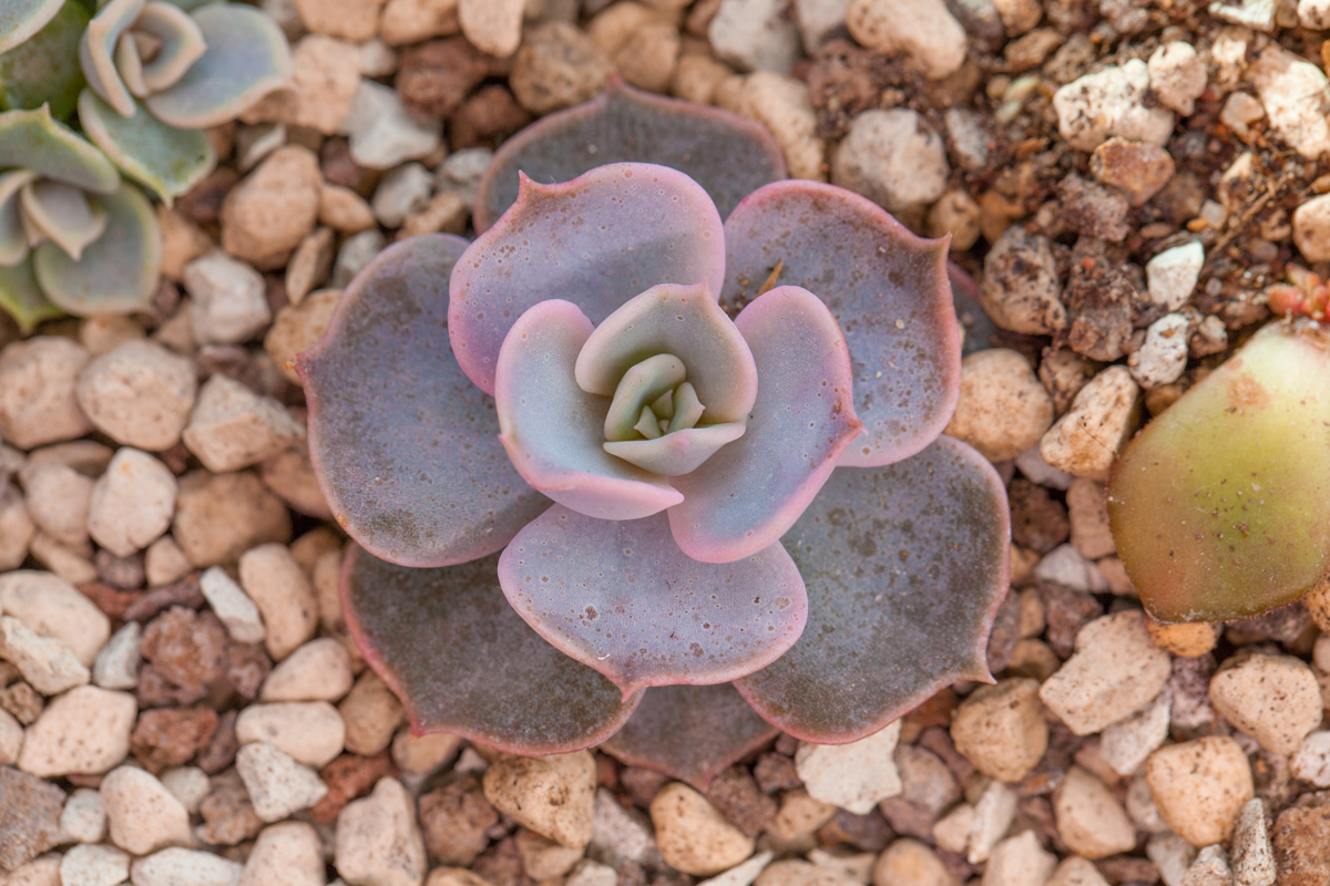 Echeveria