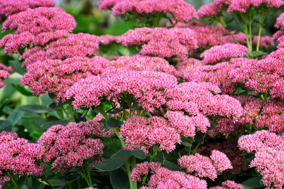 Sedum