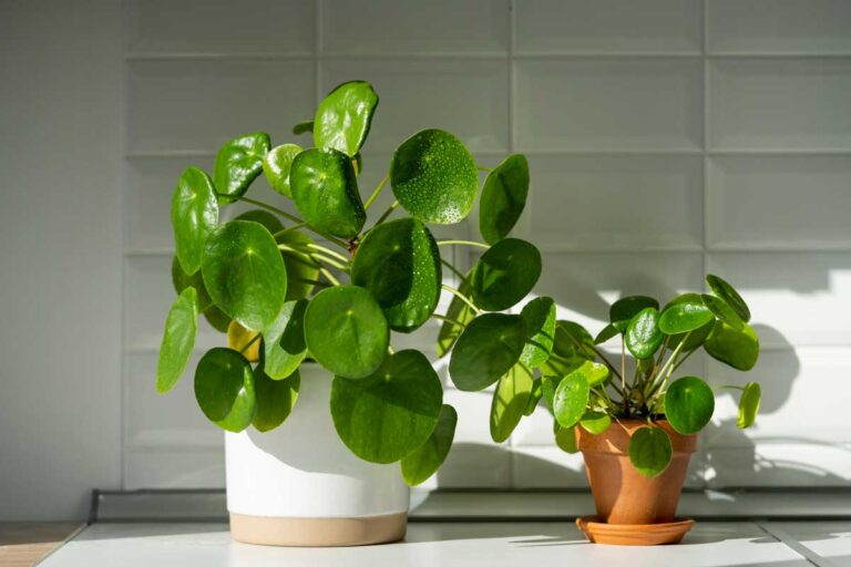 Piante Che Hanno Bisogno Di Tanta Acqua Giardinaggio facile: 12 piante pazzesche che non hanno bisogno di acqua