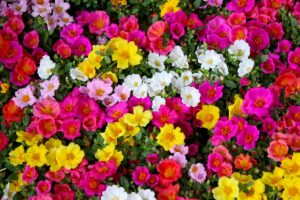 Giardinaggio facile: 12 piante pazzesche che non hanno bisogno di acqua piante che non hanno bisogno di acqua