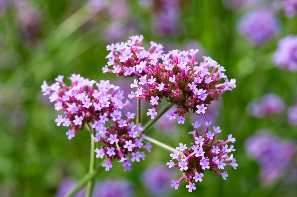 Verbena