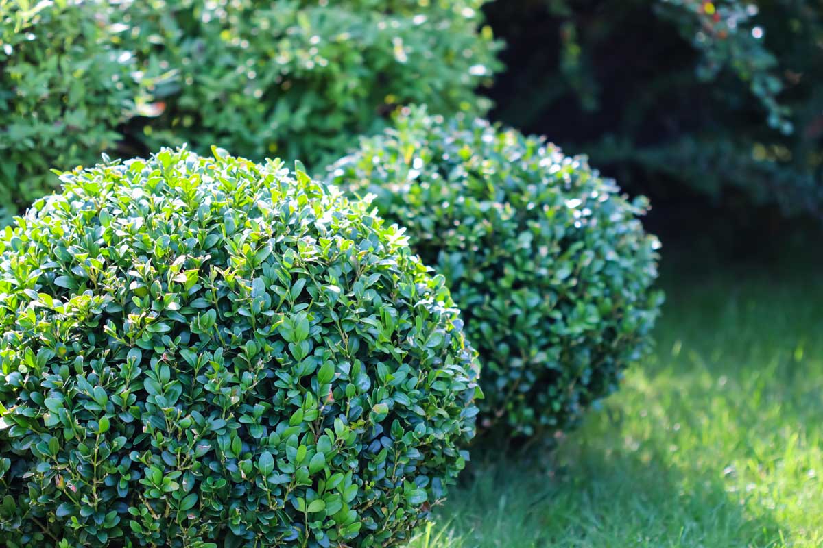 Buxus sempervirens tondi