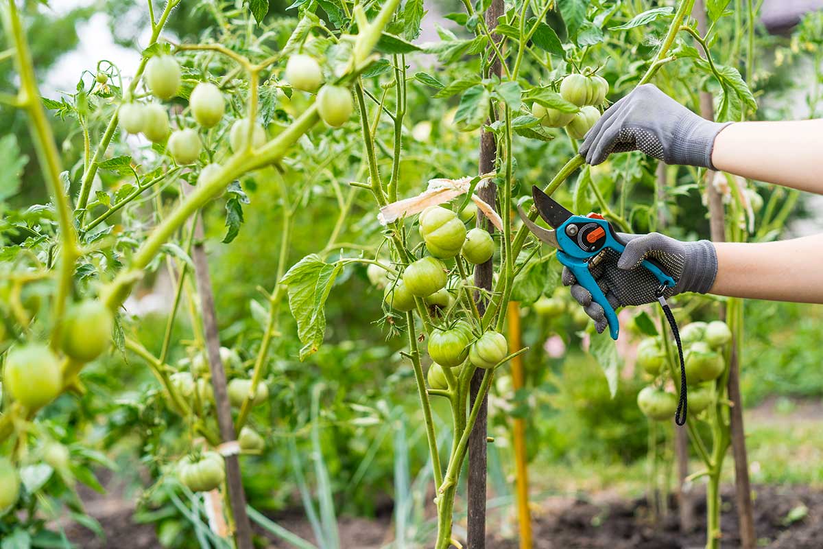 potare le piante di pomodoro