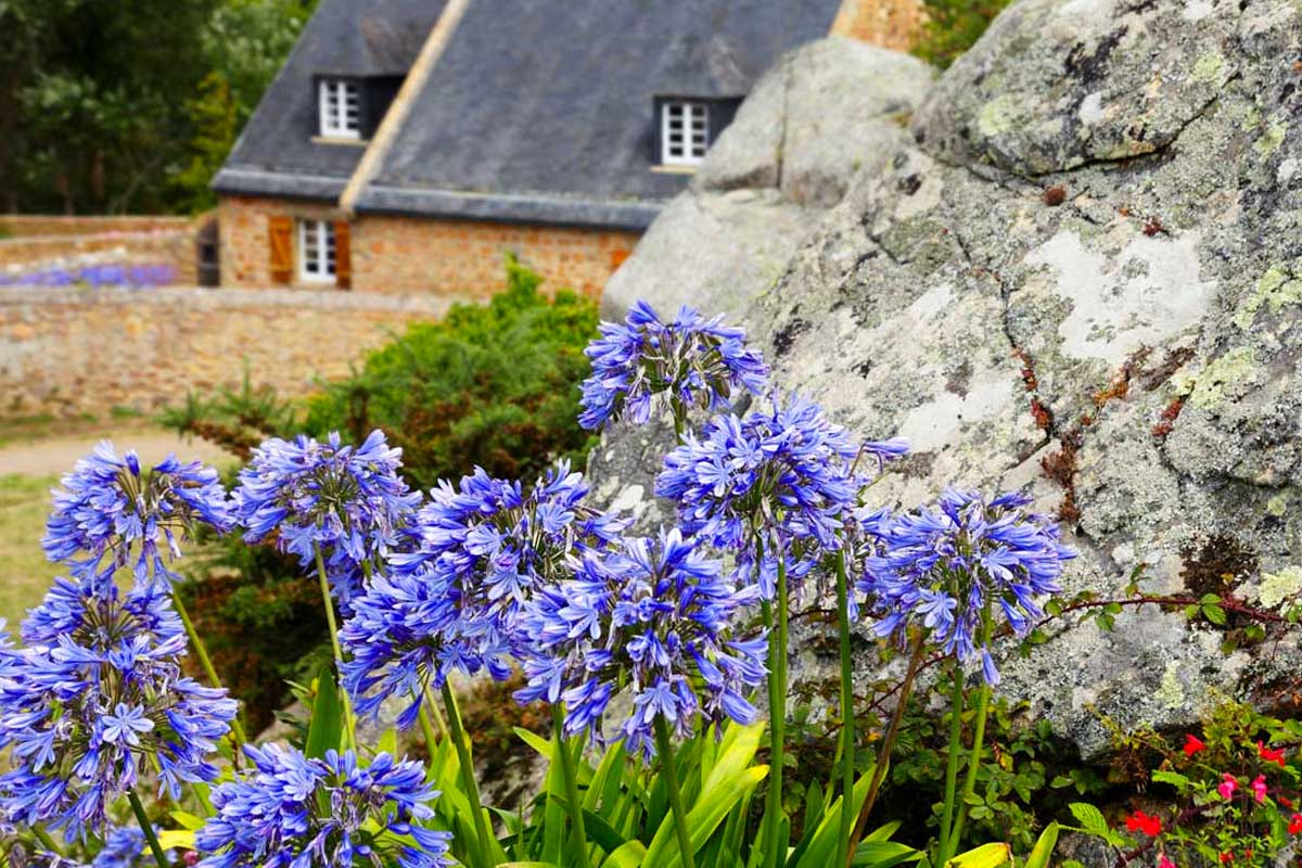 quali fiori scegliere per aiuola perfetta