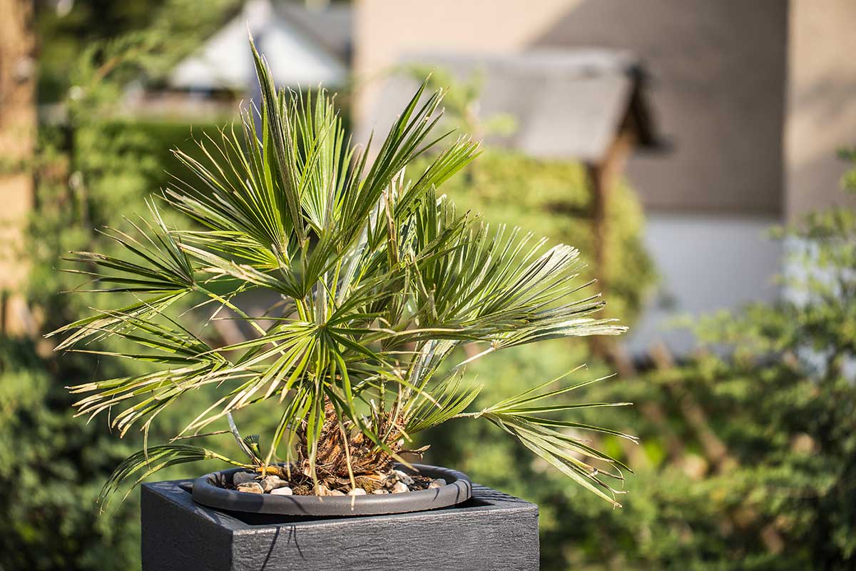 Trachycarpus fortunei coltivazione in vaso.