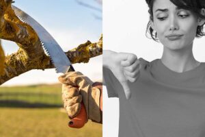 Gli alberi da non potare assolutamente a luglio: LISTA alberi da non potare a luglio