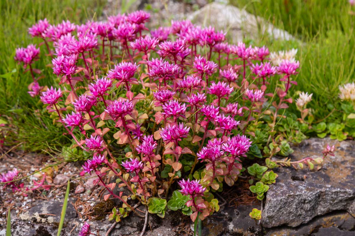 Sedum spurium